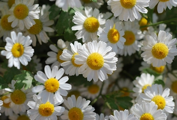 Migrene İyi Gelen Bitkiler?